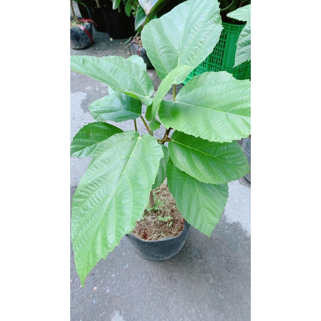 Cây Vả Cao 50cm