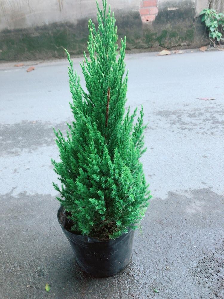 Cây Sơn Tùng Cao 50-60cm