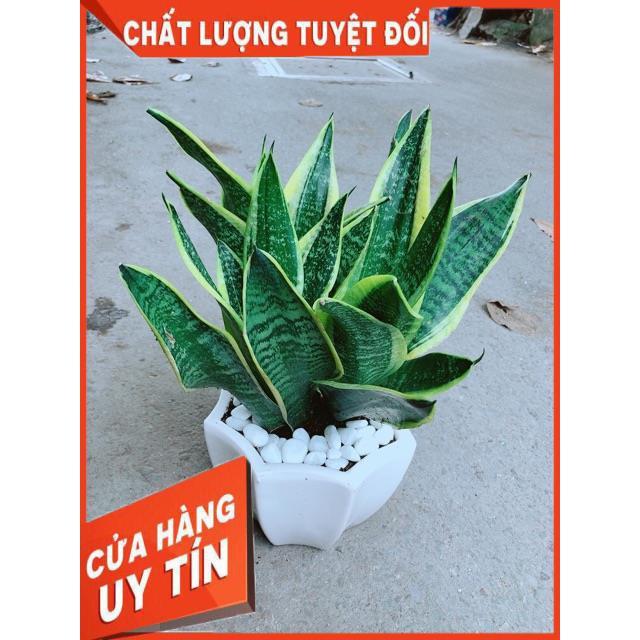 Chậu Lưỡi Hổ Size Lớn