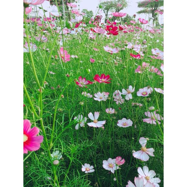 Hạt giống hoa sao nhái ngũ sắc mix - gói 100 hạt
