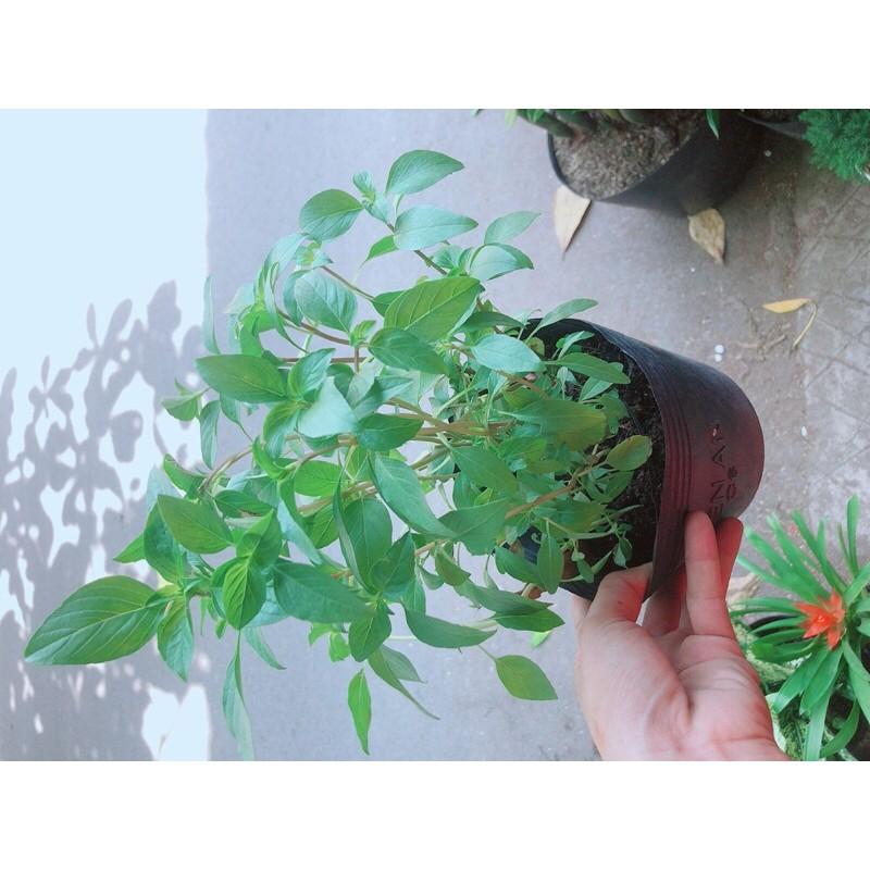 Chậu Cây Chuối Mỏ Két