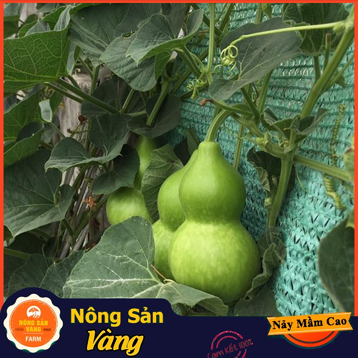 Hạt giống Bầu Hồ Lô - Nông Sản Vàng