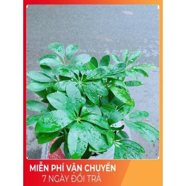 Chậu Cây Ngũ Gia Bì Để Bàn