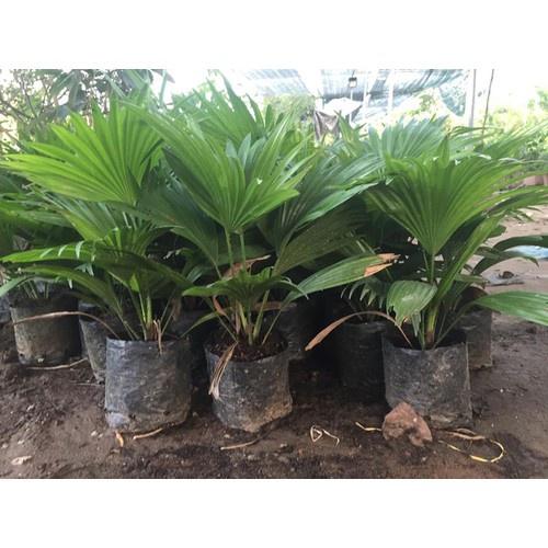 Cây Cọ Lùn Pháp Cảnh - cây giống