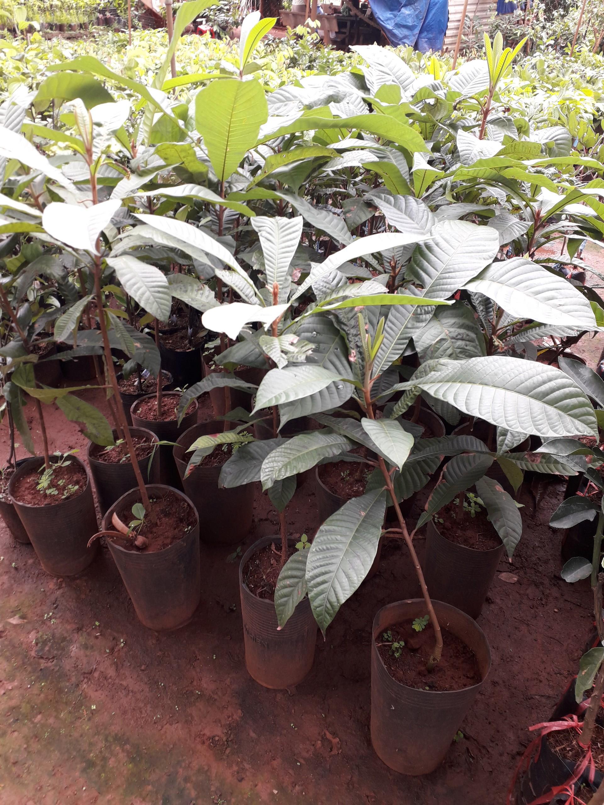 CÂY GIỐNG HỒNG XIÊM RUỘT ĐỔ KHỔNG LỒ