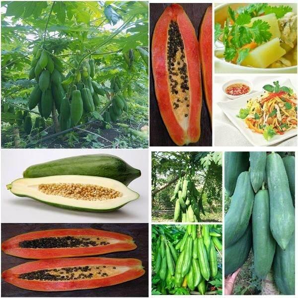 Cây Giống Đu Đủ Lùn Cao SảPhukeqket Thái Lan Siêu Ngọt