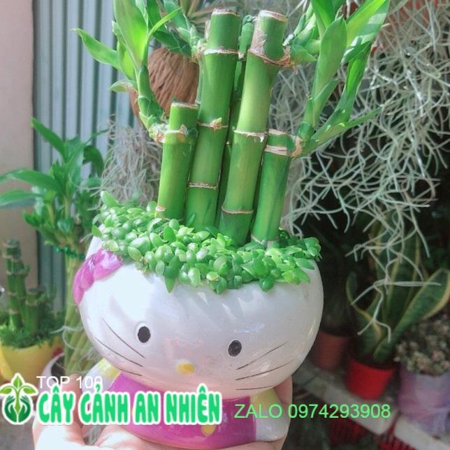 Chậu Trúc Phát Tài