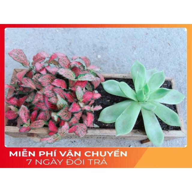 Chậu Cẩm Nhung + Sen Đá