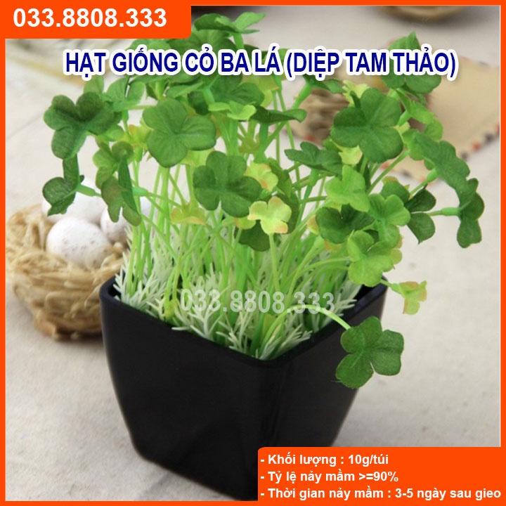 Hạt Giống Cỏ May Mắn 50gram - Cỏ trang trí sân vườn