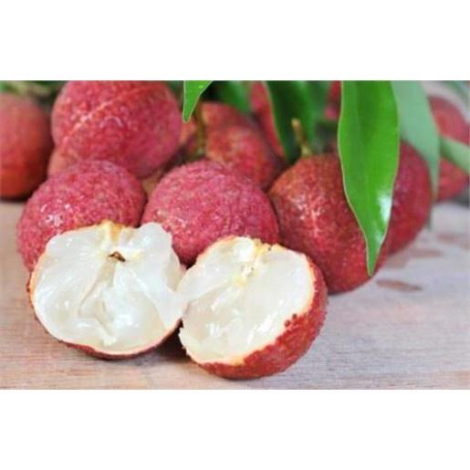 Cây giống Vải không hạt.