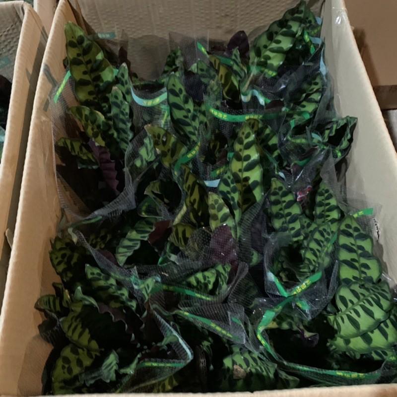 Cây đuôi phượng trồng bình thủy sinh cao 25cm, xanh tươi quanh năm, rất dễ chăm sóc, cây để bàn và trồng nội thất