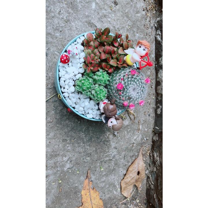 Chậu Cây Xương Rồng Tiểu Cảnh