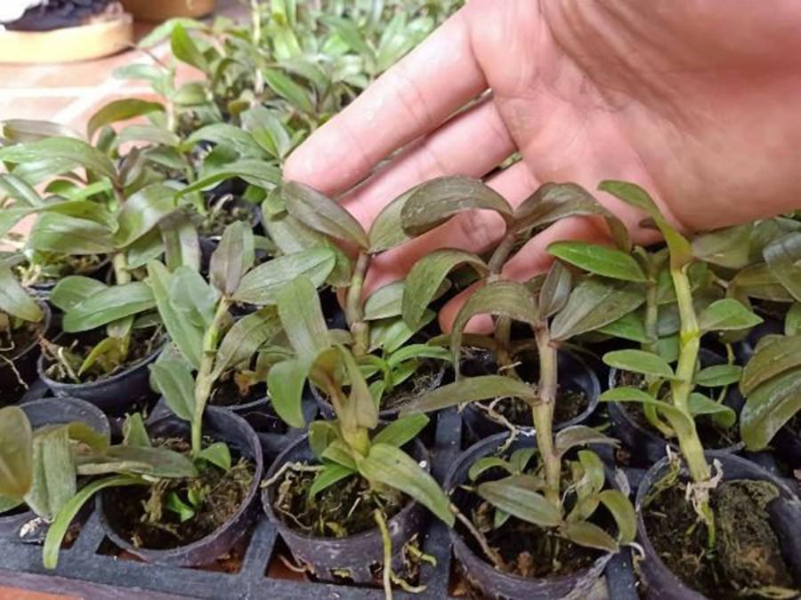 Combo 2 cây phi điệp trường sơn cực đẹp