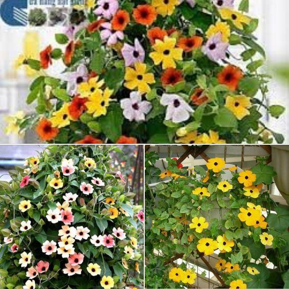Hạt Giống Cây Dây Leo Ánh Dương -