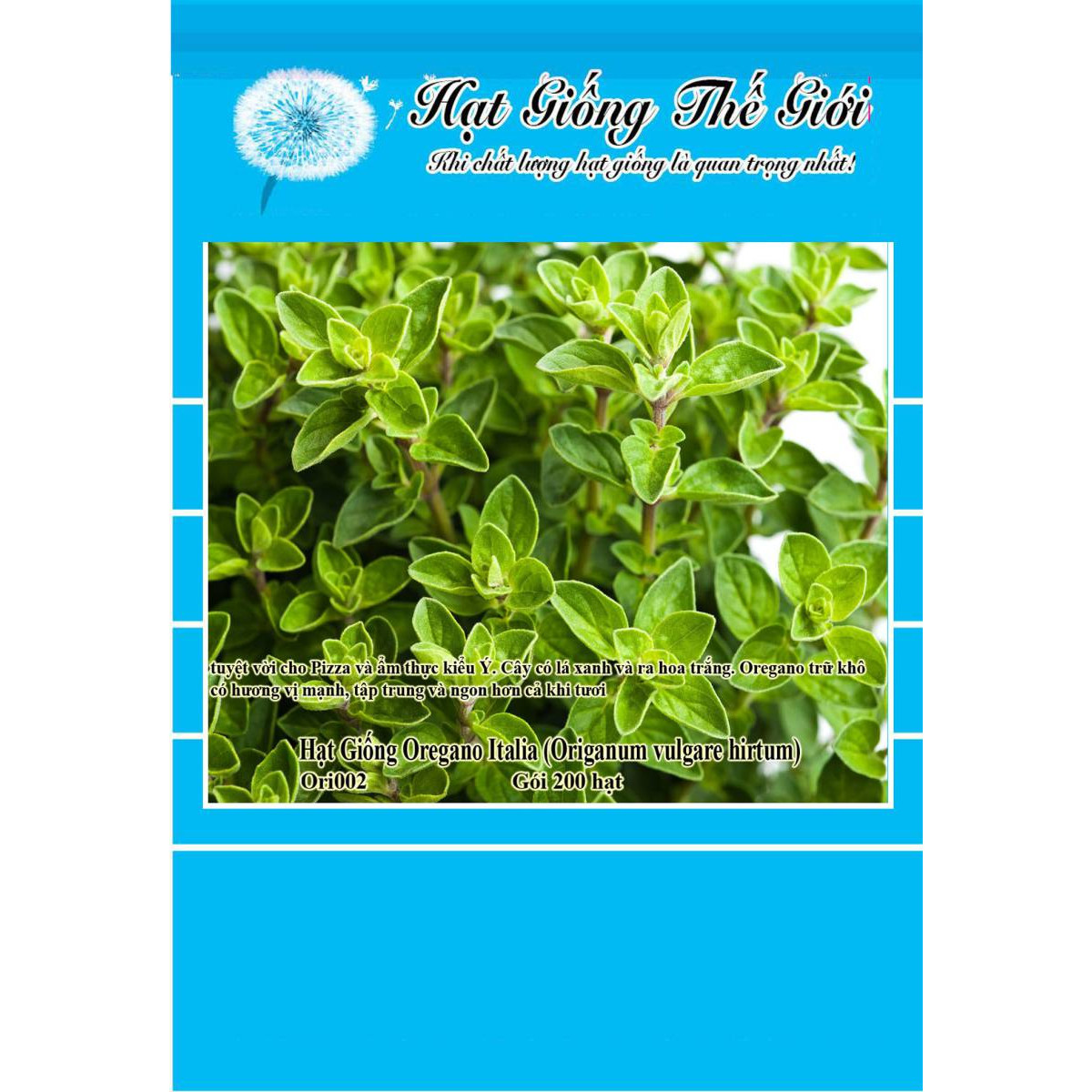 200h Hạt Giống Oregano - Kinh Giới Tây (Origanum vulgare hirtum)