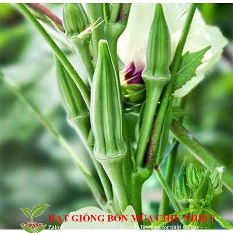 Hạt Giống Đậu Bắp Xanh - 10 hạt
