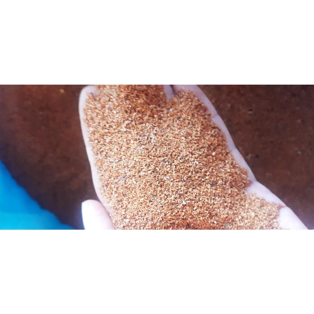 50 gram hạt giống bạch đàn trắng