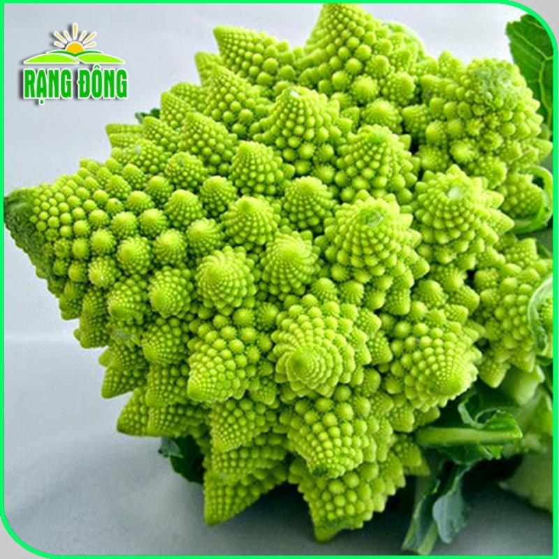 Hạt giống Bắp Cải - Bông Cải (Súp Lơ) sinh trưởng khỏe, phù hợp khí hậu nóng - Hạt giống Rạng Đông