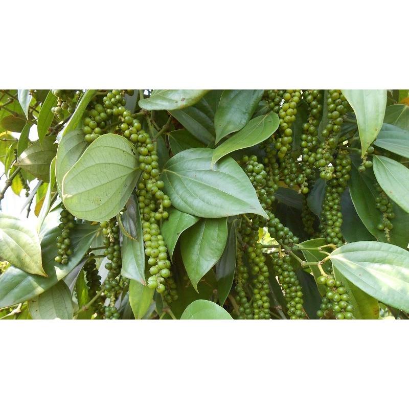 1 KG HẠT TIÊU ĐEN SẠCH TUYỂN CHỌN