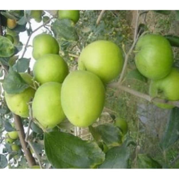 Táo lai lê quả to ,ăn ngọt