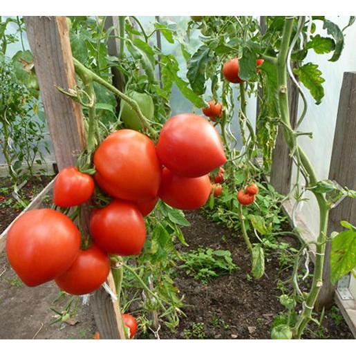 Hạt giống cà chua hình trái tim 30 hạt/gói