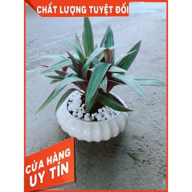 Chậu Cây Bảy Sắc Cầu Vòng