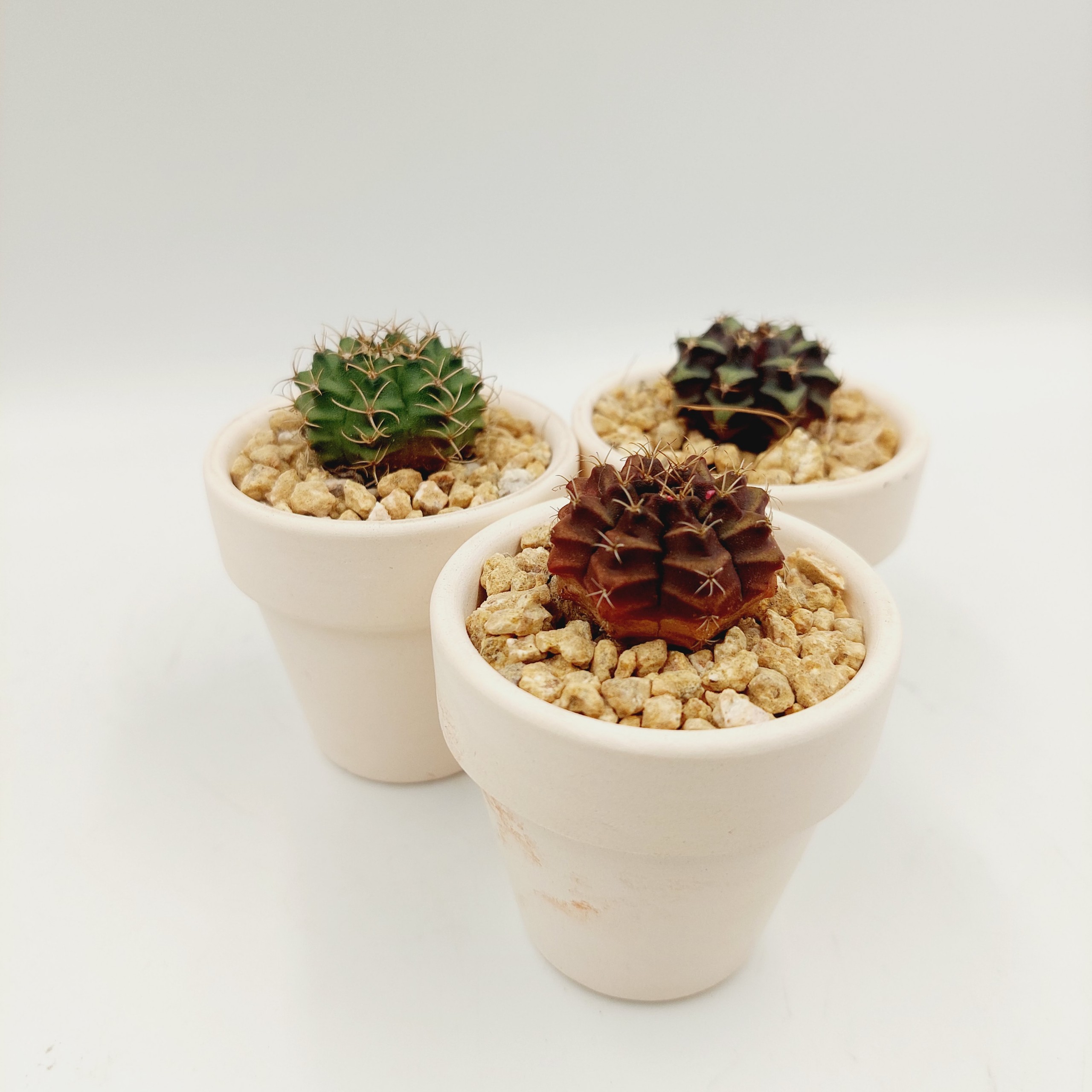 Xương rồng GYMNO size 2-3cm, vân xanh, vân tím - TERRACOTTA GARDEN, SUCCULENTS AND CACTUS GARDEN
