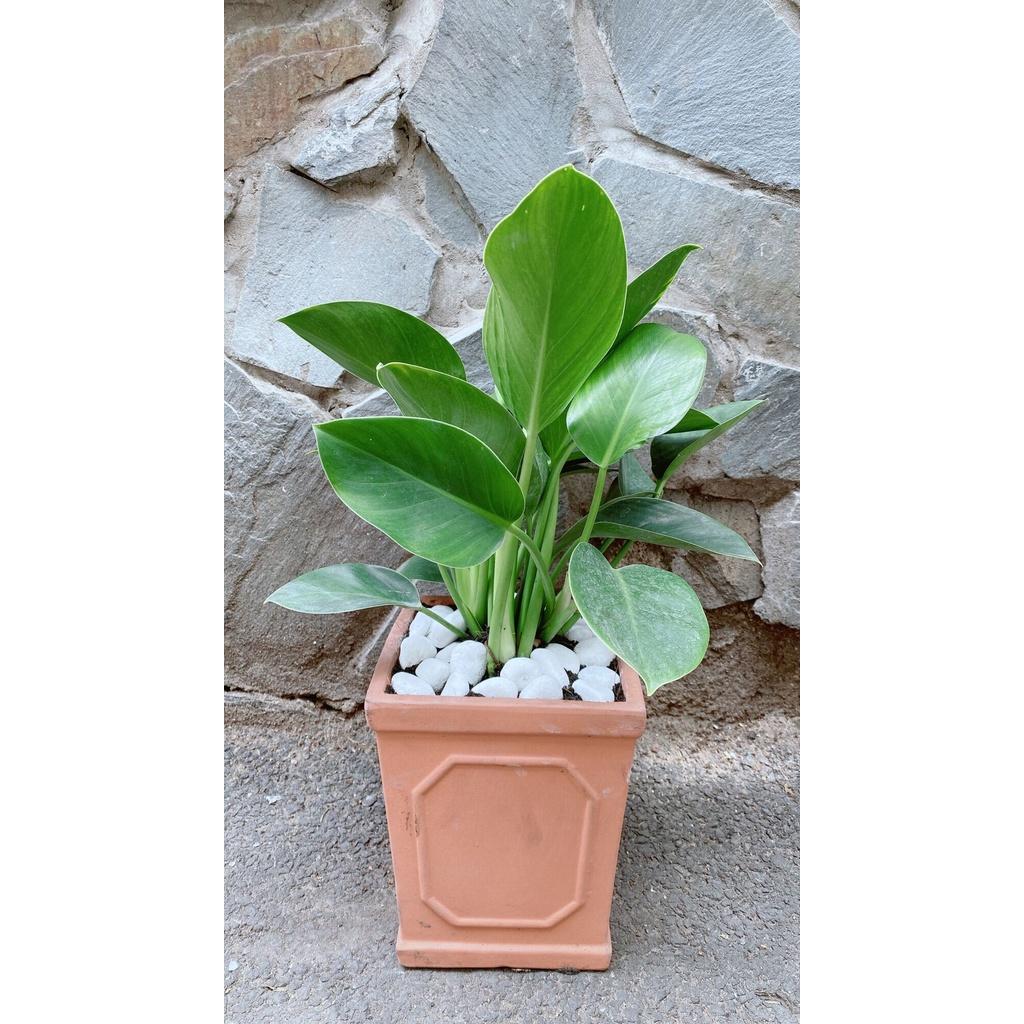 Chậu Trầu Bà Đế Vương Xanh