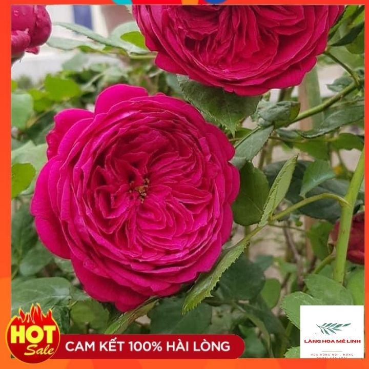Hoa Hồng Bụi Pas De Deux Hồng Tím, sai hoa, rất nhiều người ưa thích