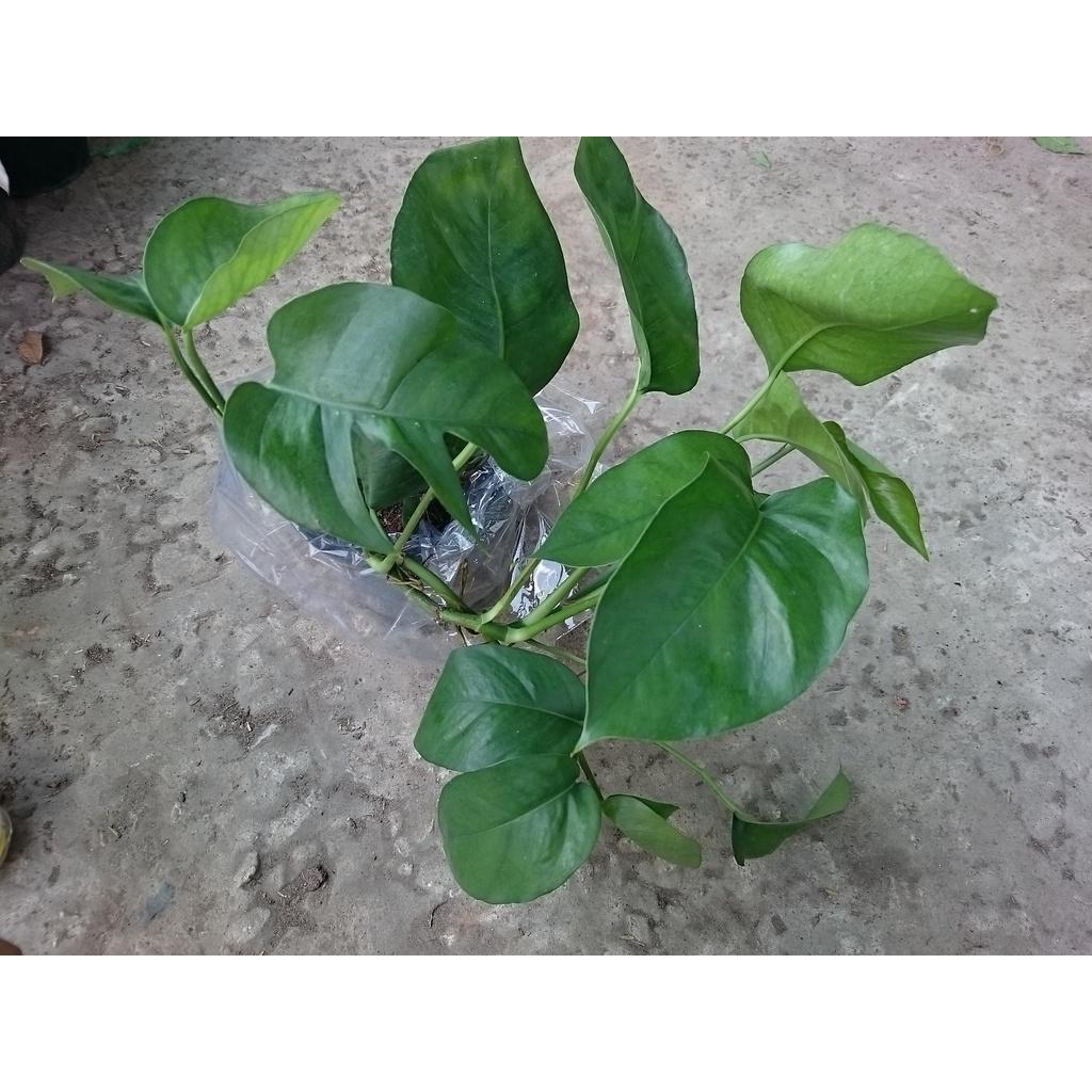 Cây Trầu Bà Lá Khía - cây cảnh để bàn + tặng phân bón cho cây mau lớn