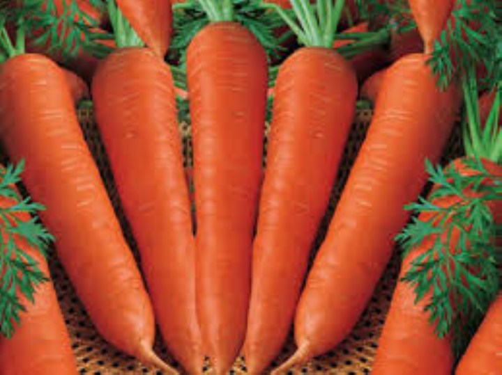 5gram hạt giống cà rốt