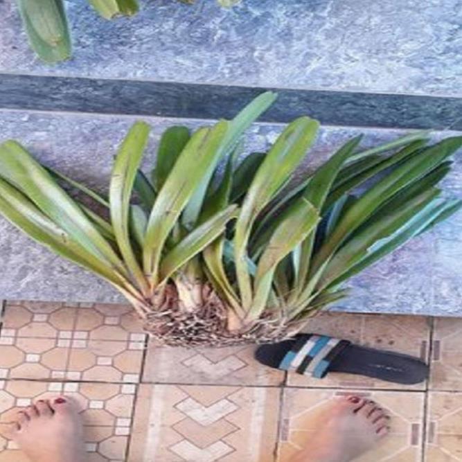 Hoa phong lan kiếm treo ki mập khỏe ấm chậu