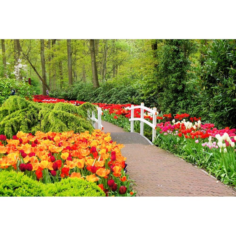 Tranh dán tường Cầu vòng hoa tulip sắc màu, tranh dán tường 3d hiện đại