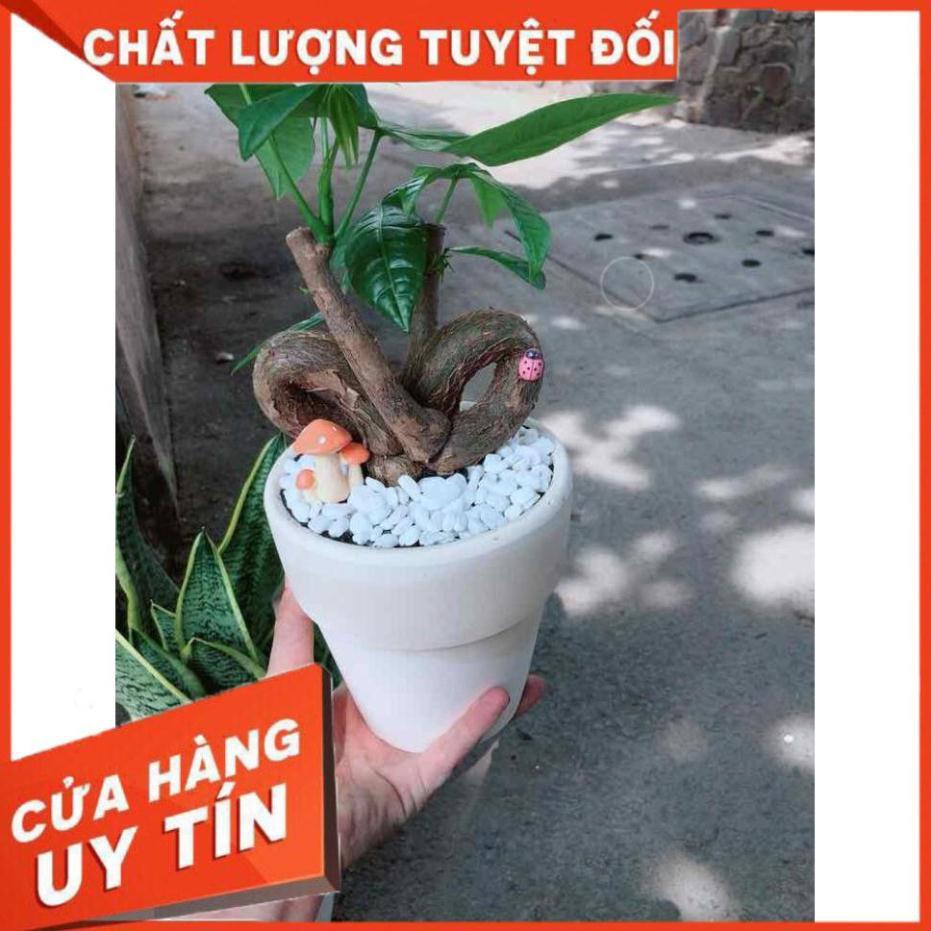 Chậu kim ngân nơ có trang trí Nhiều Người Mua