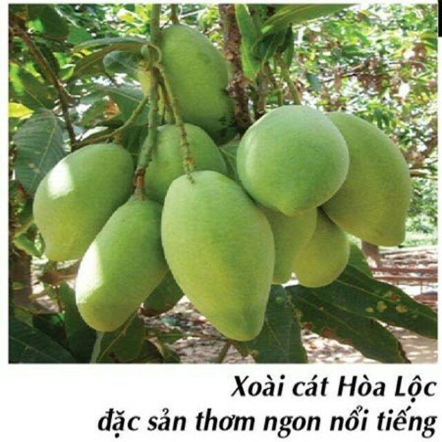 Cây đẹp, Cây xoài cát hòa lộc