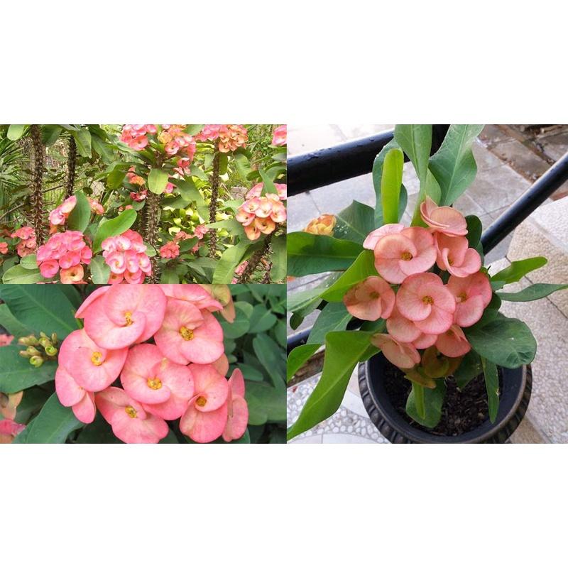 CÂY XƯƠNG RỒNG  BÁT TIÊN  *