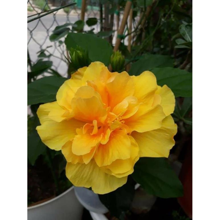 Cây bụt kép vàng