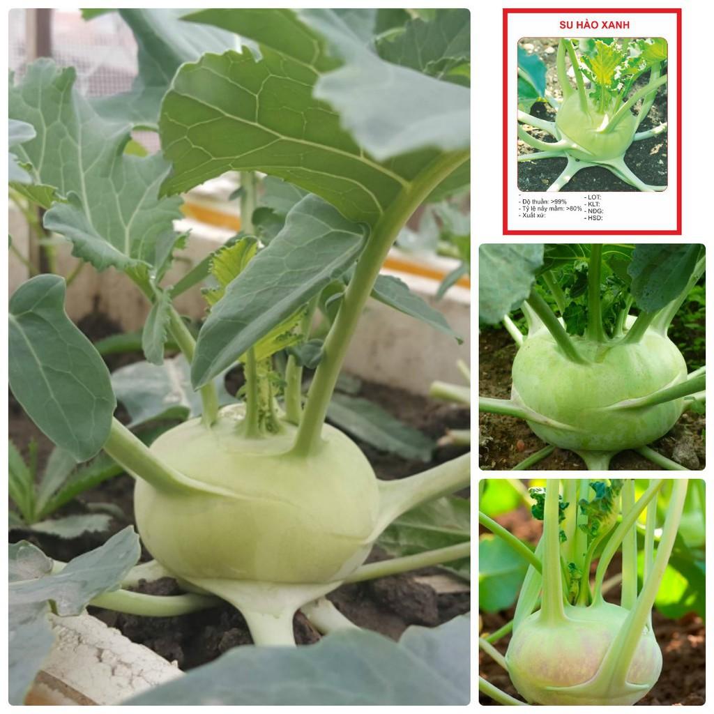 Hạt giống Su hào xanh Hàn Quốc – 1Gram