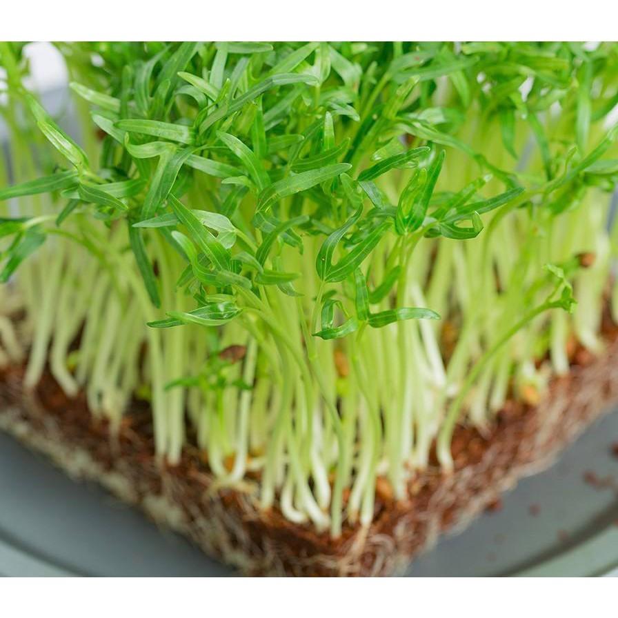 Hạt giống mầm rau muống (gói 500 hạt) siêu dễ trồng kháng bệnh tốt năng suất cao cửa hàng hạt giống uy tín