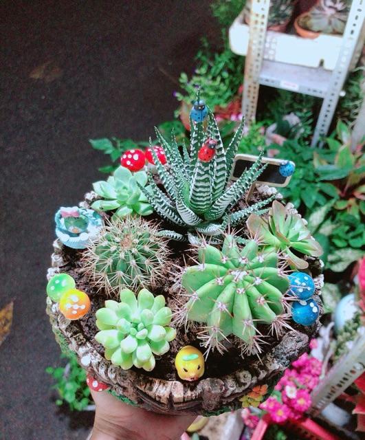 Chậu Xương Rồng Tiểu Cảnh