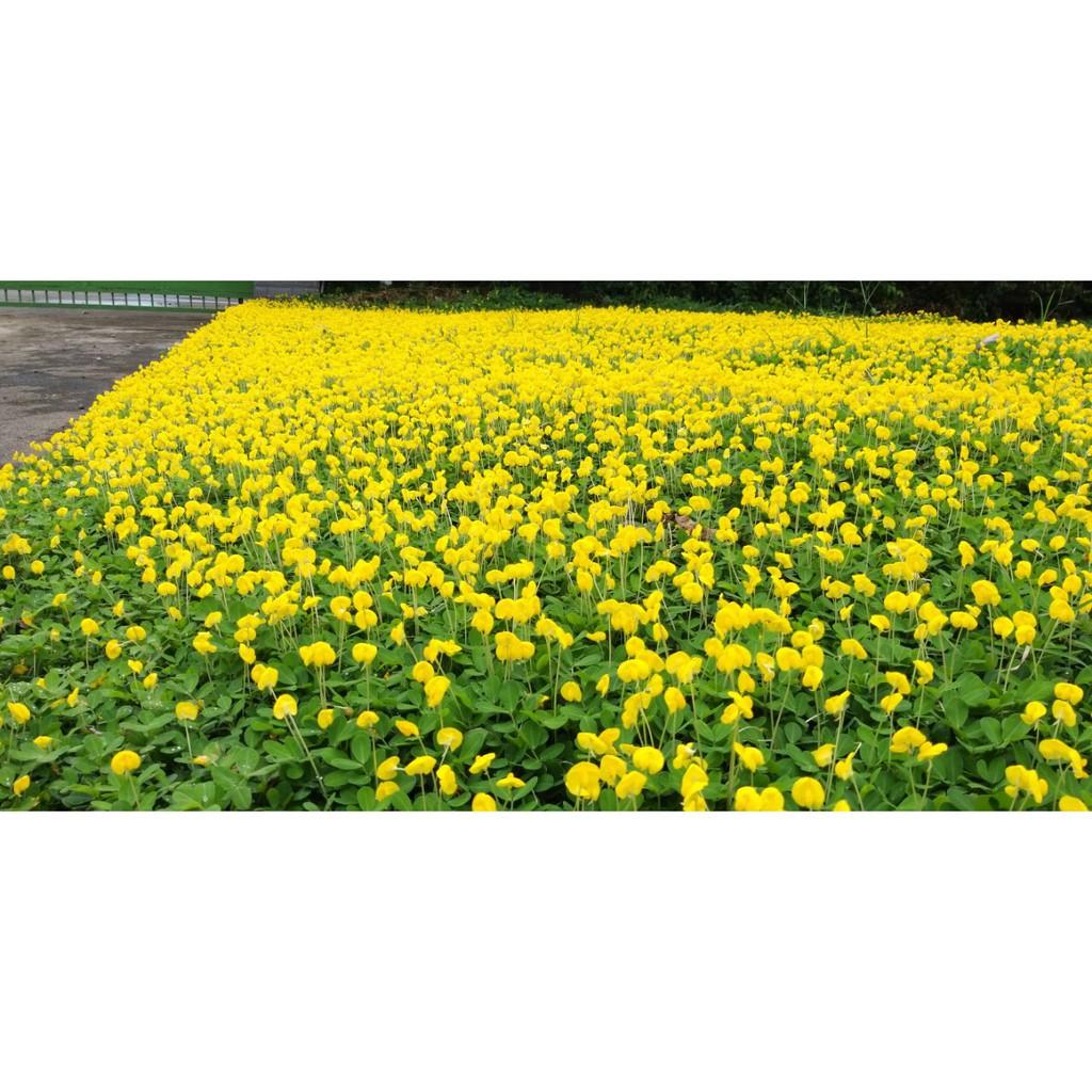 Hạt Giống Cỏ Lạc Dại – Cỏ Thảm Cảnh - Cỏ Đậu Phộng