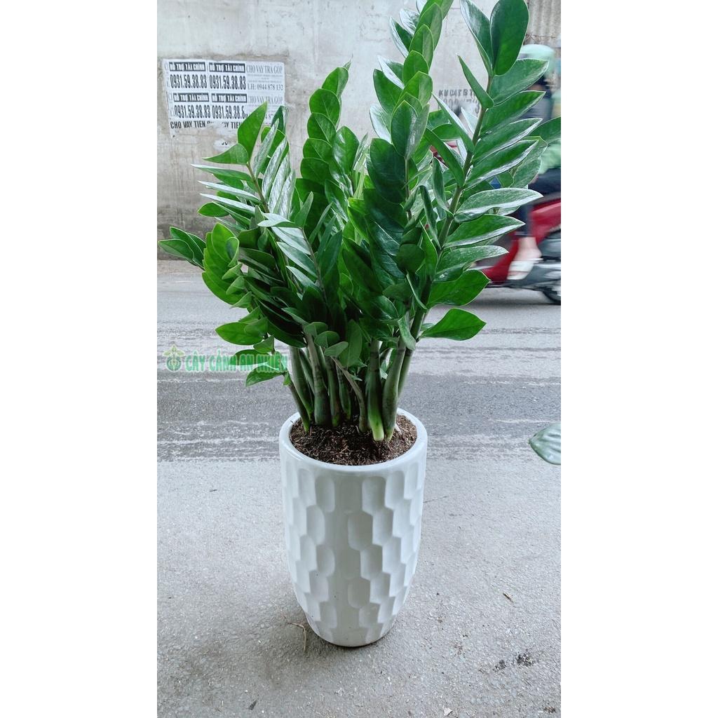 Chậu Cây Kim Phát Tài