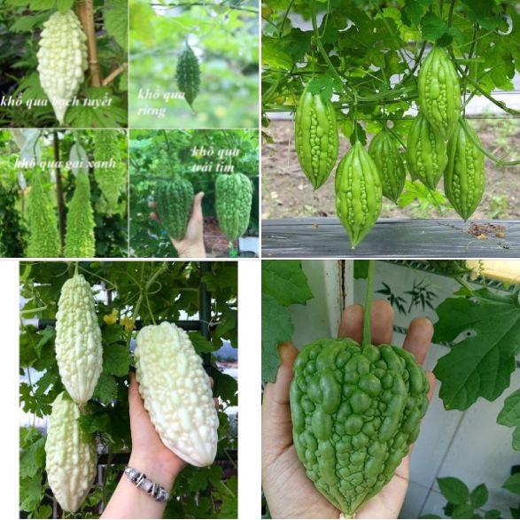 Combo 5 gói hạt giống khổ qua các loại dể trồng f1-gói 5 hạt/tặng 1 phân bón lót
