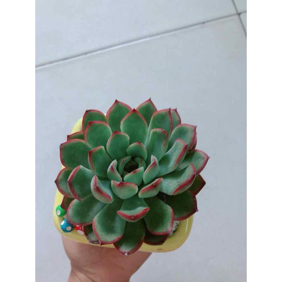 Chậu cây sen đá Bán Chạy