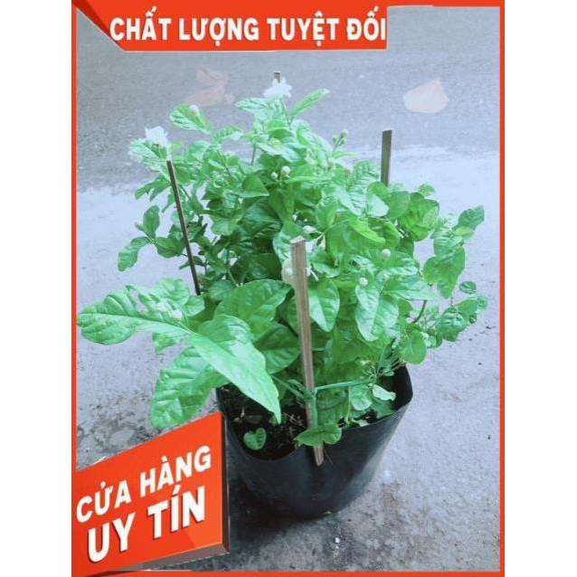 Hoa Nhài Thơm (có sẵn hoa)