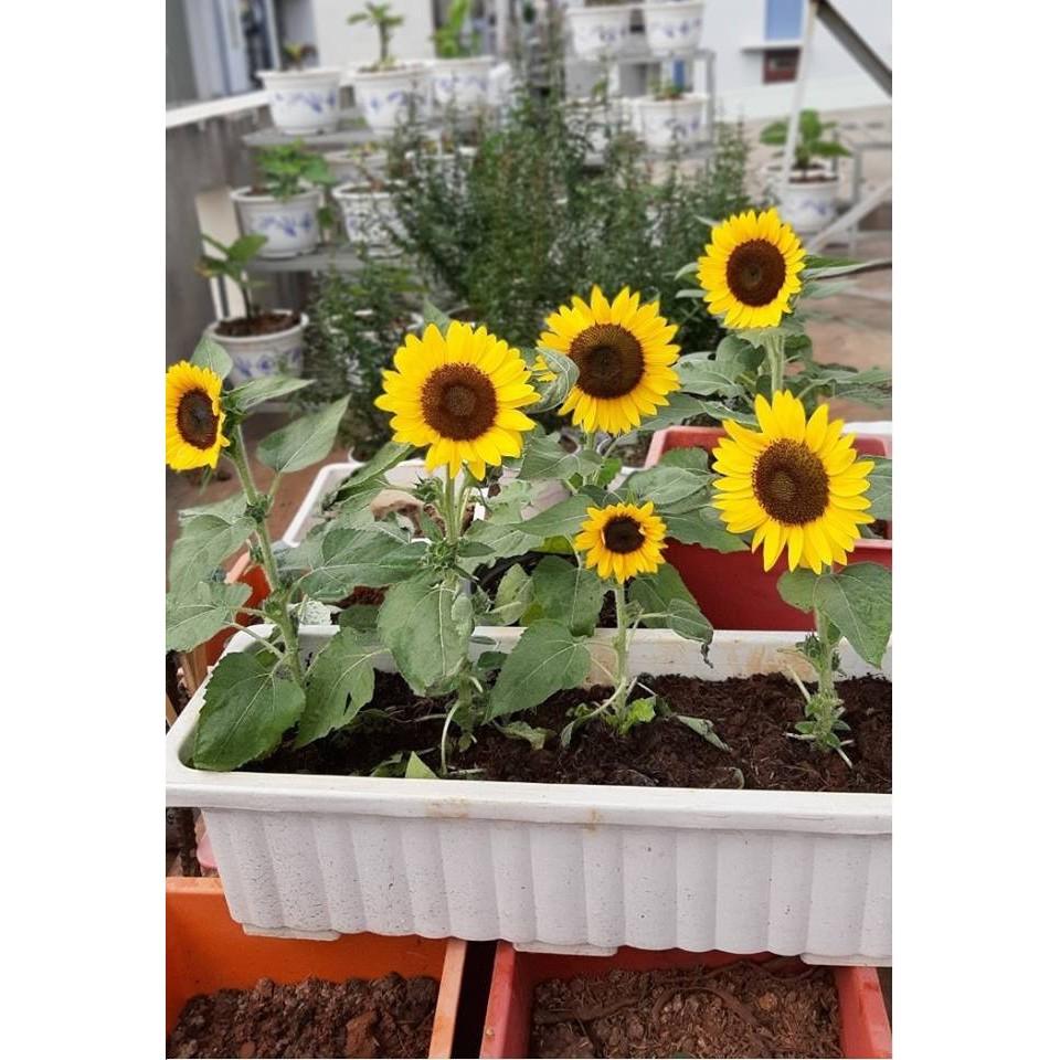 Hạt Giống Hướng Dương Lùn, Hoa Lớn 10 hạt