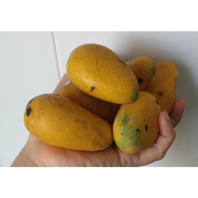 CÂY GIỐNG XOÀI TÍ HON SIÊU QUẢ - CÂY GHÉP