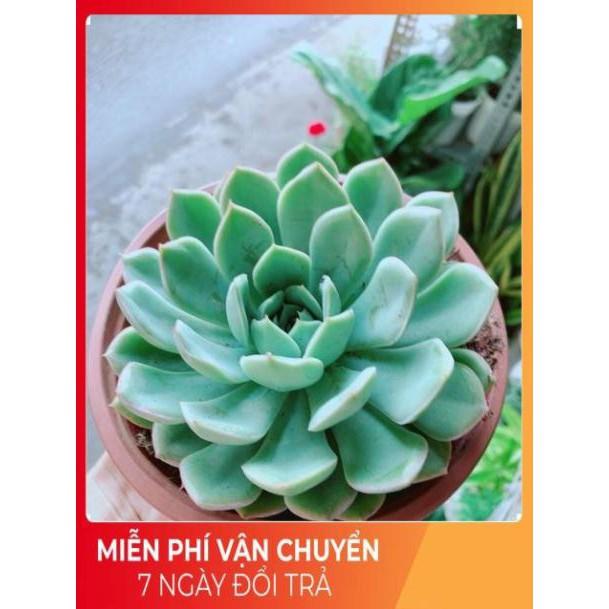 Sen Đá Size Đại