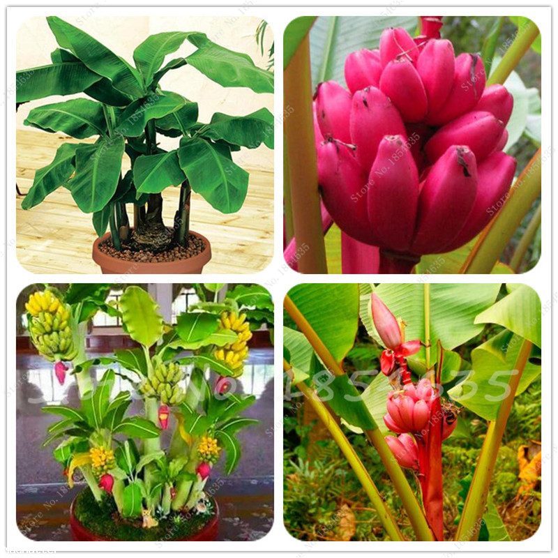 Cây chuối cảnh siêu lùn mini, cây đẹp, giống chuẩn