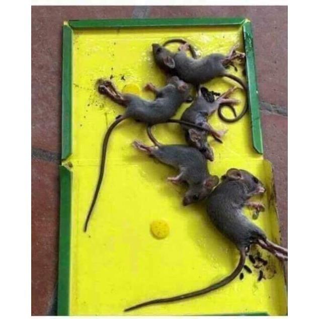 Keo dính chuột GLUE TRAPS siêu tiẹn dụng